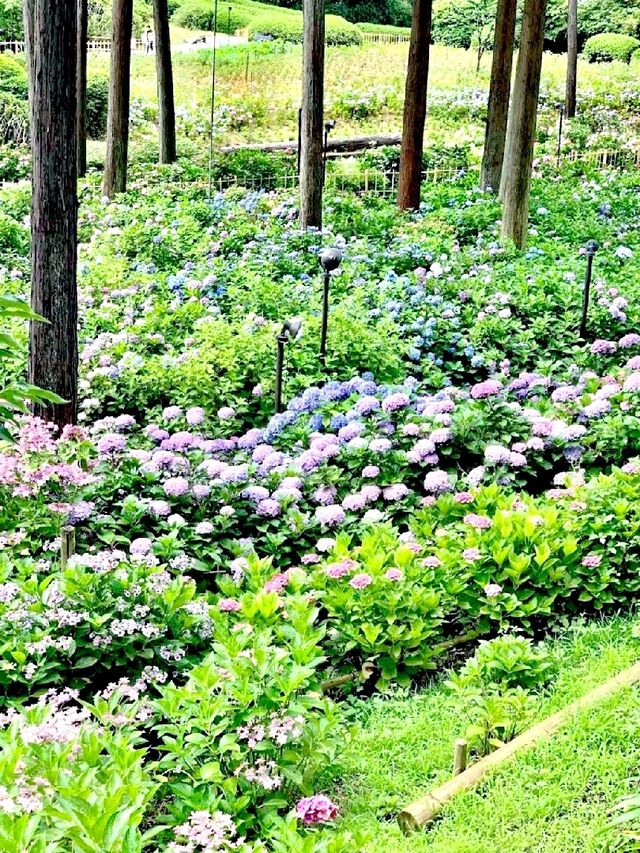 三室戶寺賞繡球花