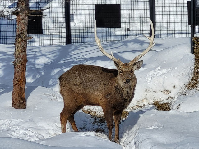 跟著企鵝走！北海道高人氣旭山動物園雪季巡禮