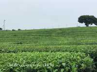 Green Tea Bliss at Ossuloc Tea Museum, Jeju