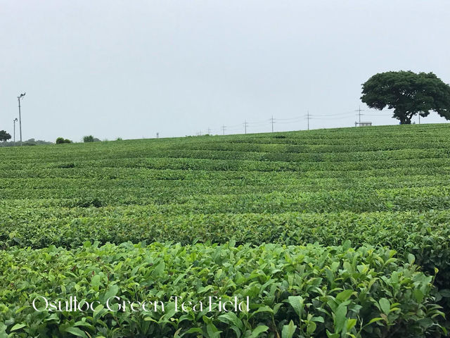 Green Tea Bliss at Ossuloc Tea Museum, Jeju