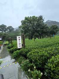 Meijiawu 🍃 