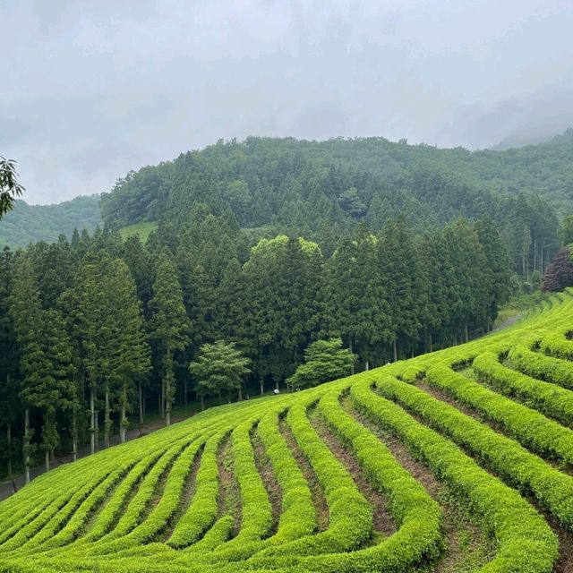 싱그러운 보성 녹차밭
