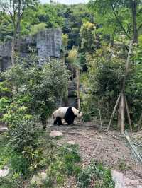 PANDA VALLEY · CHENGDU’S WILDER, WISPIER PANDASANCTUARY