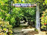 備瀨福木步道
