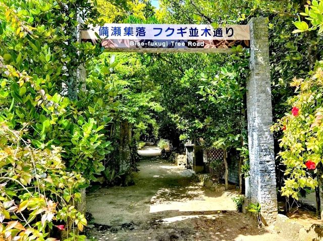 備瀨福木步道
