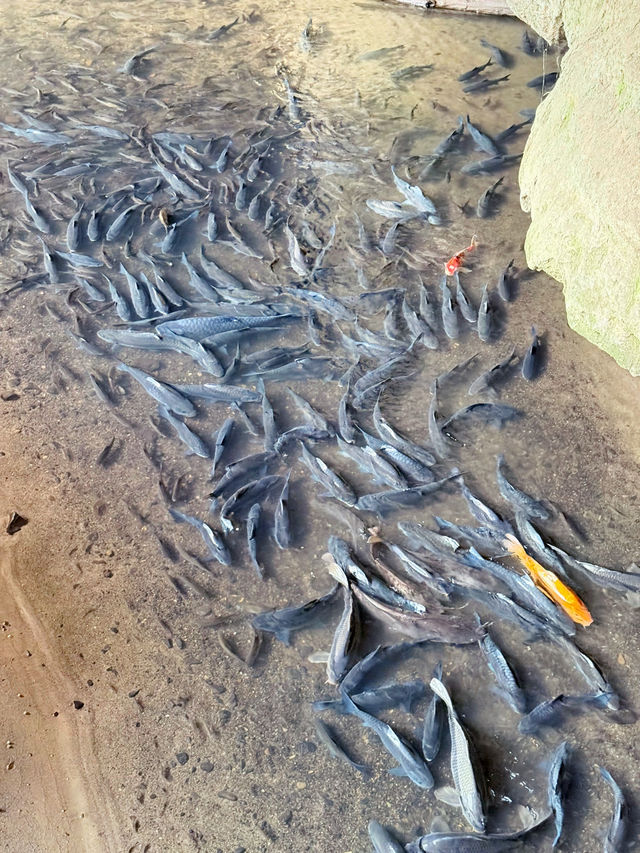 【タイ・パーイ ナムロッド洞窟】タイ北部・パーイ近郊で出会う、神秘の地下世界