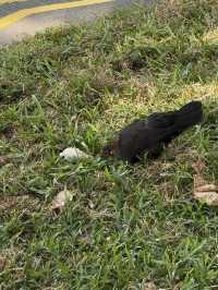 Wandering Through Everton Park: Where Roosters Roam And Shophouses Glow