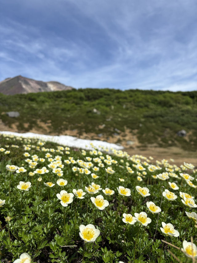 ไปเดิน Trail กันที่ภูเขา Asahidake, Hokkaido ⛰️☀️