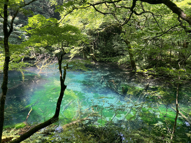 湛藍至極的青池 青森必去的景點