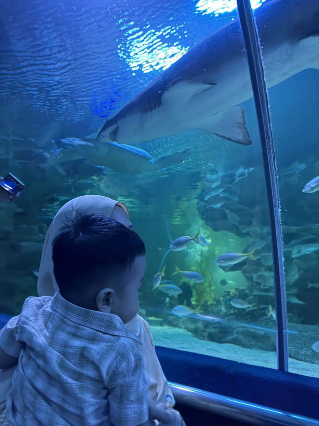 Sharks & Souvenirs — Aquaria Memories 🛍️🦈