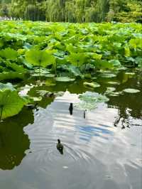 “Lotus Jewel of Kunming: Cuihu’s Summer Serenity”