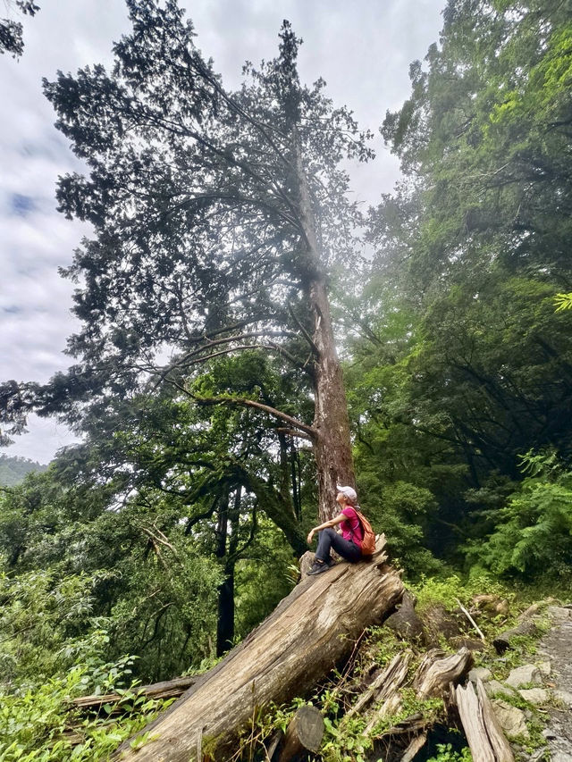 台灣桃園｜拉拉山森林遊樂區～神木步道・心靈散步日記