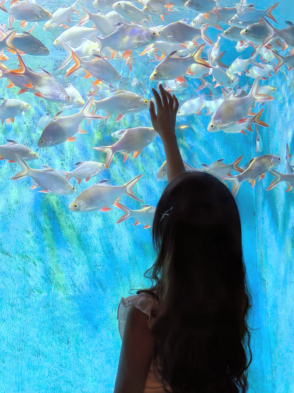 #chinatravel

🌟 看點
• 海洋隧道
穿過玻璃隧道，周圍環繞著鯊魚、魟魚和熱帶魚。
• 極地動物區
在冰雪主題的棲息地中觀賞企鵝、北極狐和海獅。
• 雨林區
探索熱帶植物、鳥類和小型爬行動物——非常適合孩子。
• 水母畫廊和珊瑚展
夢幻般的燈光和美麗的海洋生物——非常適合拍照。
• 動物表演
🦭 海獅表演，🐬 海豚表演（查看每日安排）

⸻

👨👩👧👦 適合：
• 有小孩的家庭
• 尋求放鬆和樂趣的情侶
• 雨天戶外景點不理想時的替代方案

#chinatravel #travelchina #china #travel #malaysiatochina #myitinerary #familytravel #chinatrip #longsha #changsha