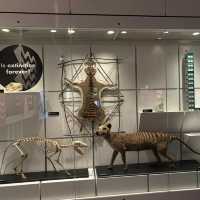 🇦🇺メルボルン博物館の恐竜にびっくり。
