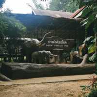 ป้อนอาหารช้าง ปางช้างไทรโยค จังหวัดกาญจนบุรี 🐘