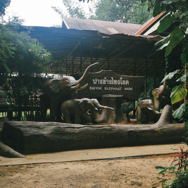 ป้อนอาหารช้าง ปางช้างไทรโยค จังหวัดกาญจนบุรี 🐘