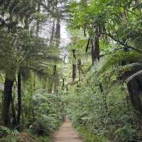 Redwood Forest (Whakarewarewa Forest) – Rotorua, Bay of Plenty