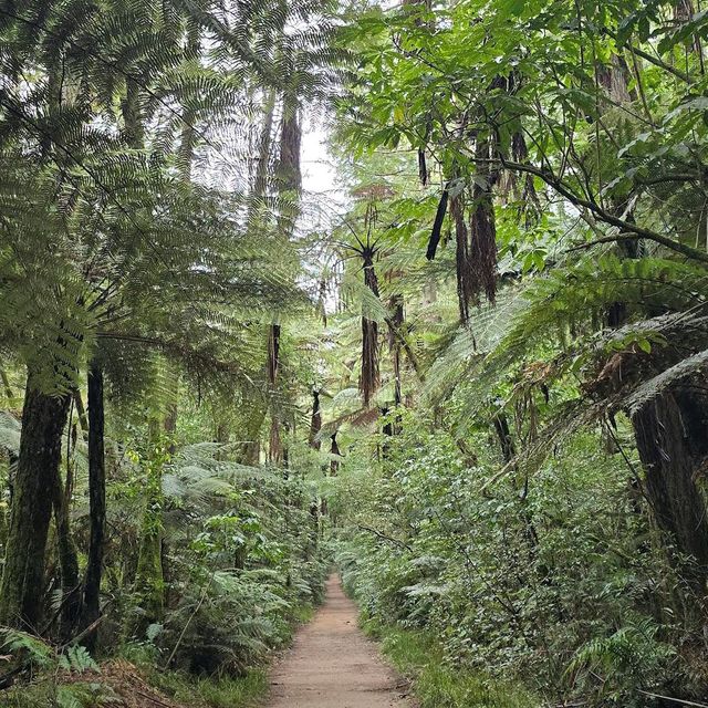 Redwood Forest (Whakarewarewa Forest) – Rotorua, Bay of Plenty