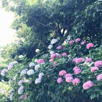🌸横須賀・三笠公園の紫陽花撮影とグルメ散策