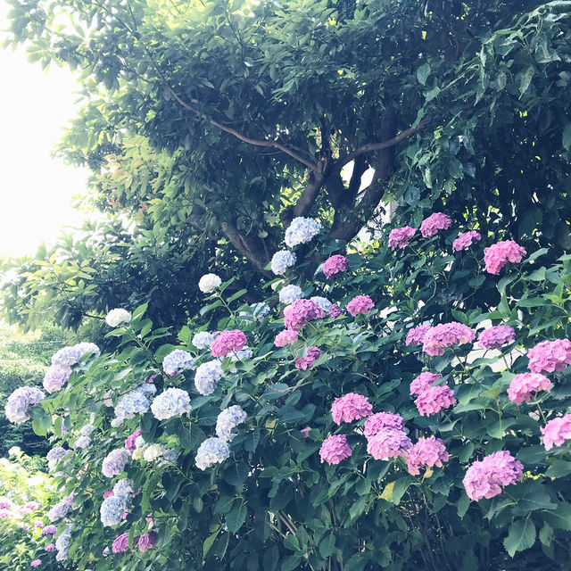 🌸横須賀・三笠公園の紫陽花撮影とグルメ散策