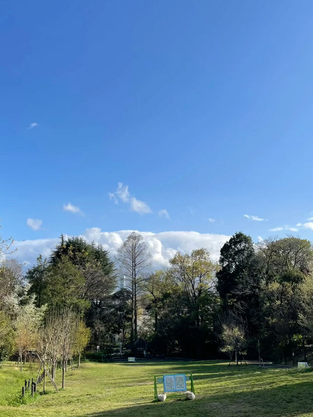 Otomeyama Park: A Peaceful Urban Retreat in Tokyo