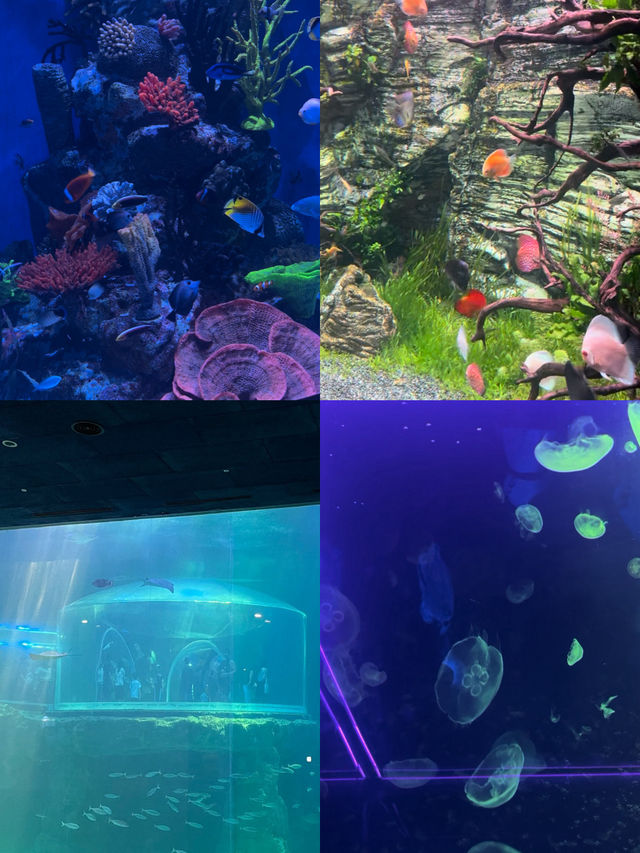 여수에서 즐기는 바다 속 여행, 아쿠아플라넷 🐠🌊
