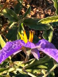 🌵 Desert Botanical Garden – A Living Treasure in Phoenix 🇺🇸