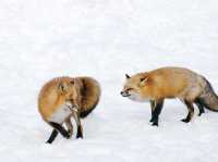 “Winter is coming เส้นทาง Tohoku ที่อบอุ่นหัวใจ”