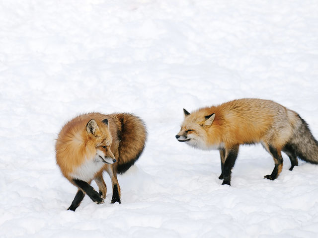 “Winter is coming เส้นทาง Tohoku ที่อบอุ่นหัวใจ”