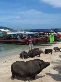 เกาะมัดสุม