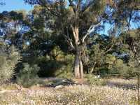 Kings Park and Botanic Garden