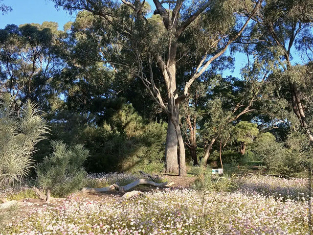 Kings Park and Botanic Garden
