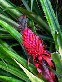 🌺 Waiʻanapanapa State Park – Maui’s Black Sand Paradise