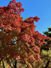 청주 단풍 명소 국립청주박물관✨