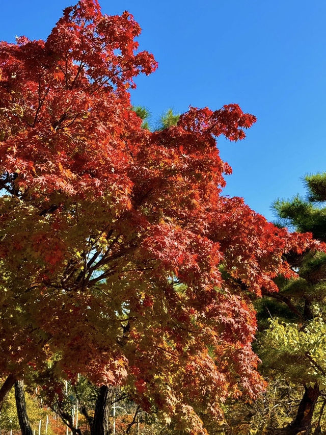 청주 단풍 명소 국립청주박물관✨