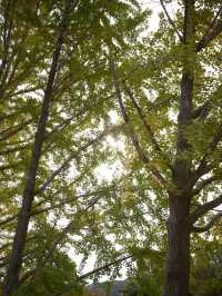 Gapyeong Escape🍃 A Romantic Day in Korea’s Countryside