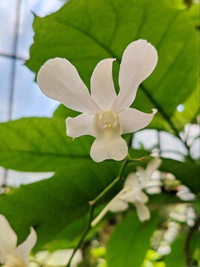 A Myriad of Orchids A Myriad of Orchids