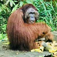 🗺️ The Ultimate Borneo Journey: Days of Discovery