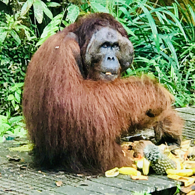 🗺️ The Ultimate Borneo Journey: Days of Discovery