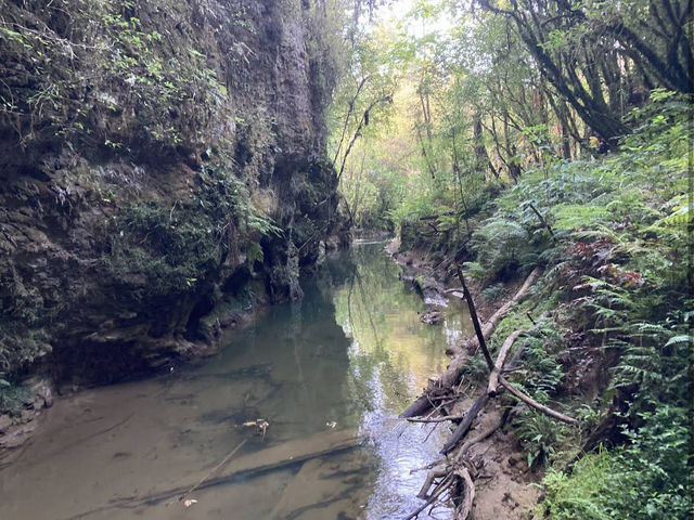 Waitomo Glowworm Caves Waitomo Glowworm Caves