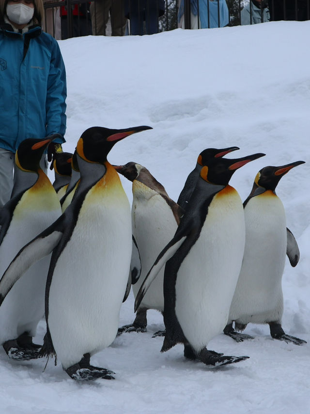 ❄️ Hokkaido Winter Wonder: Sapporo, Asahikawa & Otaru (7 Days) ❄️ Hokkaido Winter Wonder: Sapporo, Asahikawa & Otaru (7 Days)