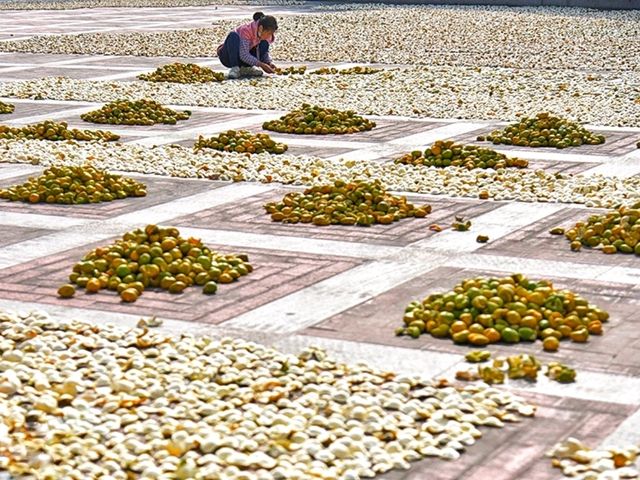 蹒跚小旅人侨乡奇遇记，在江门，为童年染上陈皮香与水墨色