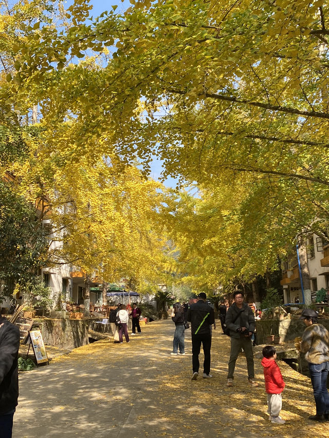 不用飛韓國及日本,在中國廣東也可看到超美的銀杏🤩🤩 不用飛韓國及日本,在中國廣東也可看到超美的銀杏🤩🤩
