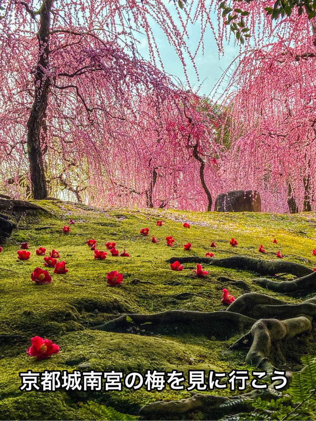 京都　城南宮　しだれ梅と椿の絶景