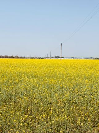 珠海｜斗門で菜の花畑に偶然出会う