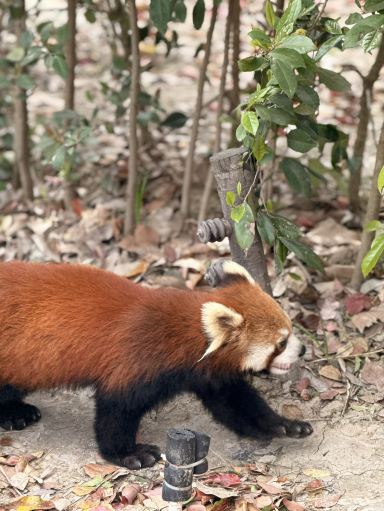 上海でレッサーパンダに餌やり体験ができる場所。 | Trip.com 上海