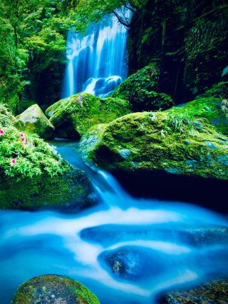 シエラレオネの屋根、ロマ山脈ビンティマニ山へ。苔むした神秘の山地林を征く ⛰️