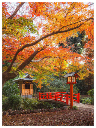 가을의 일본은 또 다른 마법과 같습니다 🍁🇯🇵