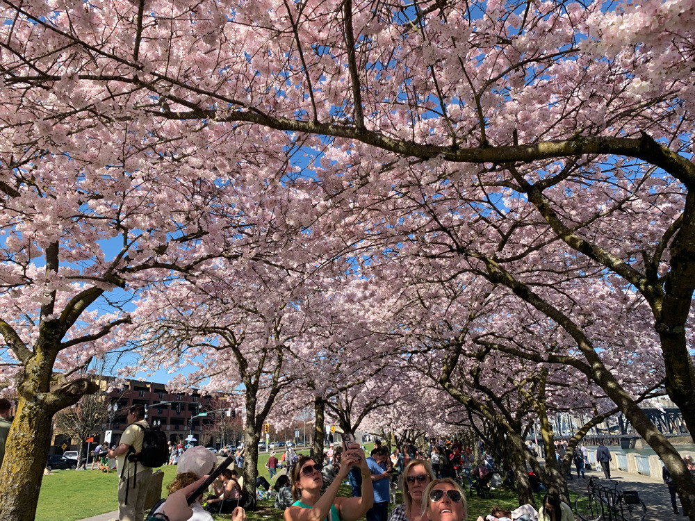 ポートランドの川沿い桜 | Trip.com ポートランド