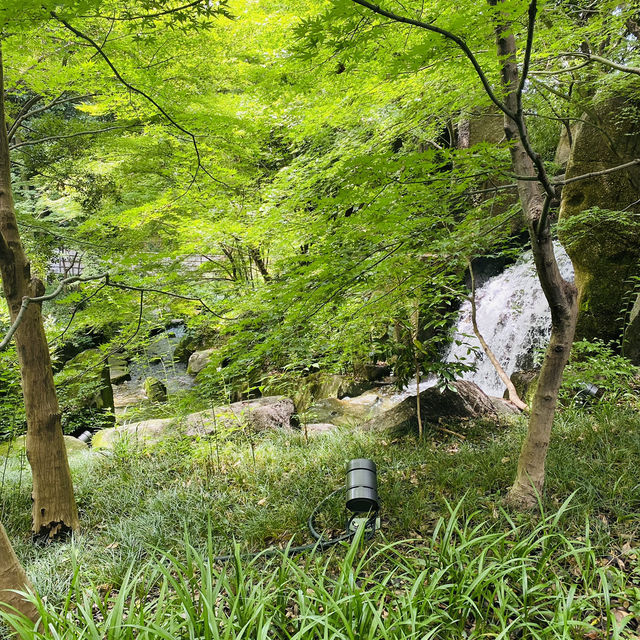 【名古屋市🇯🇵徳川園】マイナスイオンに包まれて☺️のんびり庭園散歩